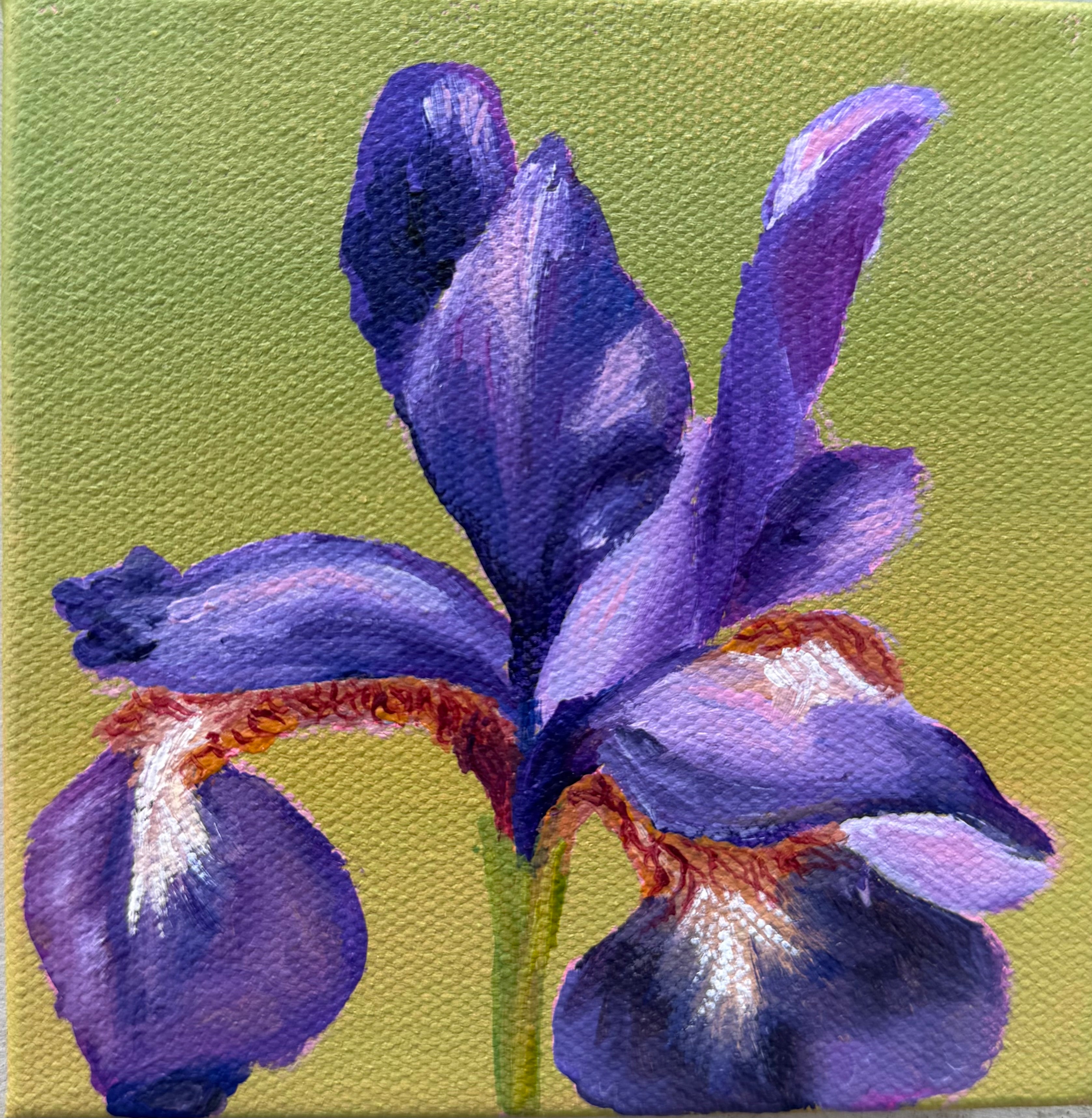 Purple Iris