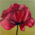 Red Poppy