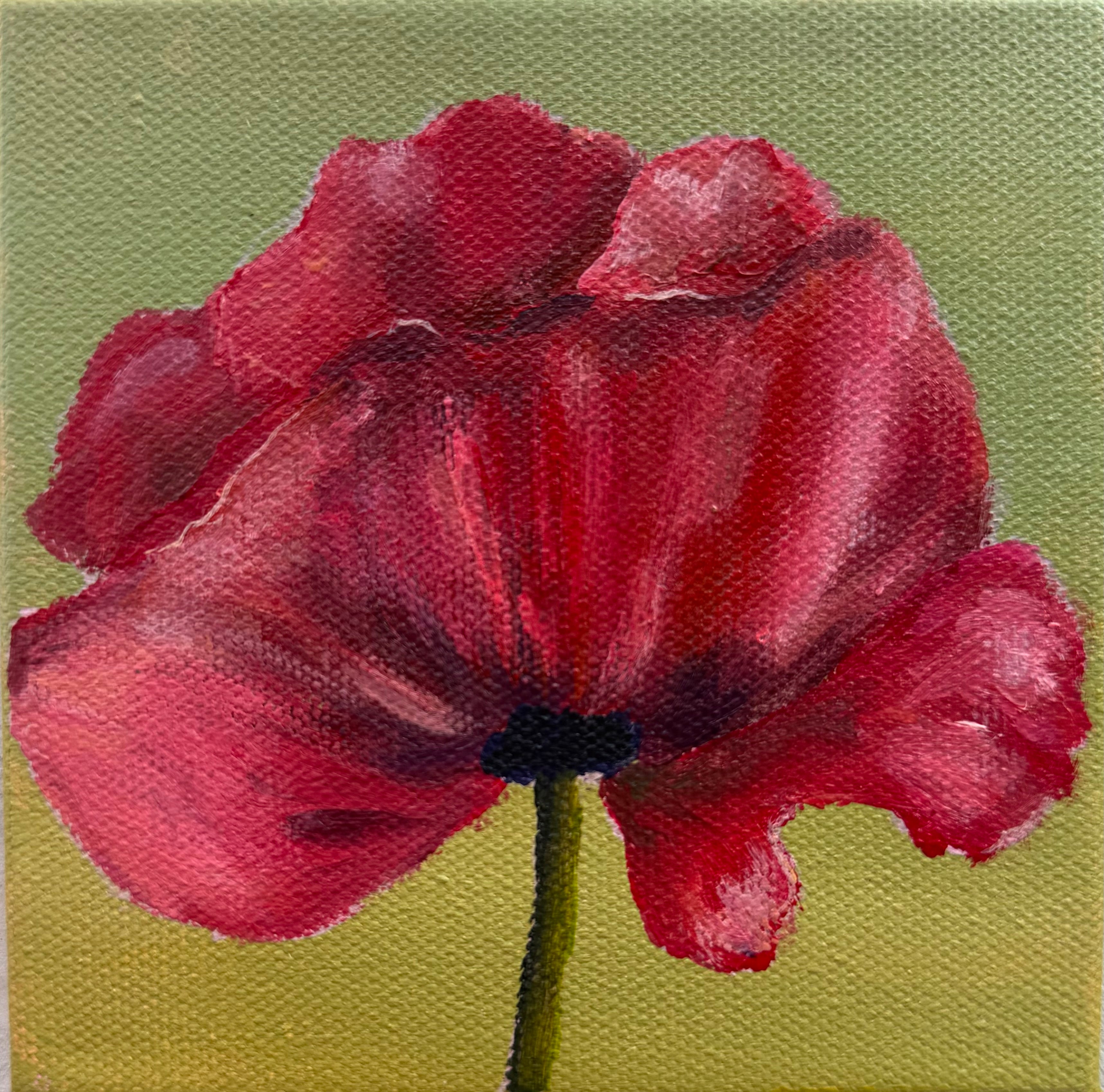 Red Poppy