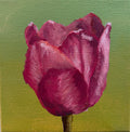 Pink Tulip original