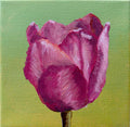 Pink Tulip Print